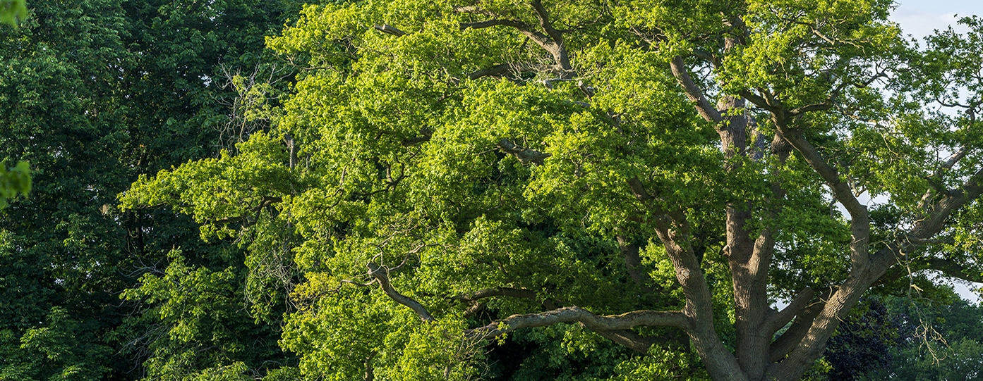 trees